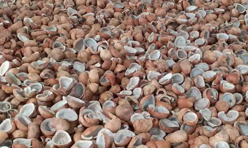 ரூ.1¾ லட்சத்திற்கு தேங்காய் பருப்பு ஏலம்