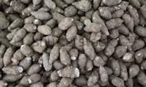 வரத்து குறைவால்கருணைக்கிழங்கு விலை கிலோவிற்கு ரூ.9 அதிகரிப்பு