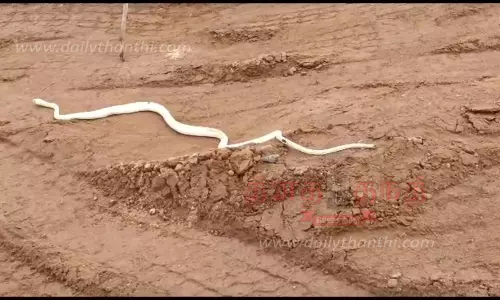 பென்னாகரம் அருகேசாலையை கடந்து சென்ற வெள்ளை நிற பாம்புசமூக வலைத்தளத்தில் வீடியோ வைரல்