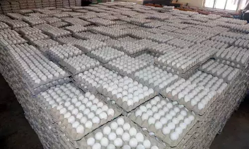 நாமக்கல் மண்டலத்தில்முட்டை விலை 5 காசுகள் உயர்வு