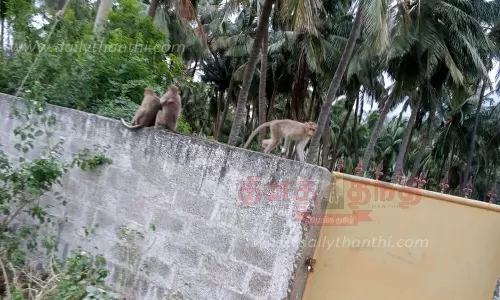 வீடுகளுக்குள் புகுந்து குரங்குகள் அட்டகாசம்