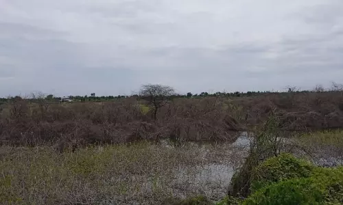 தாமரை கண்மாயை ஆக்கிரமித்துள்ள சீமைக்கருவேல மரங்களை அகற்ற வேண்டும் தாமரை கண்மாயை ஆக்கிரமித்துள்ள சீமைக்கருவேல மரங்களை அகற்ற வேண்டும்