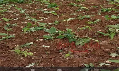 ஆசனூர் அருகே தோட்டத்தில் புகுந்து காட்டுயானைகள் அட்டகாசம் -பீன்ஸ், உருளைக் கிழங்கு பயிர்கள் சேதம் ஆசனூர் அருகே தோட்டத்தில் புகுந்து காட்டுயானைகள் அட்டகாசம் -பீன்ஸ், உருளைக் கிழங்கு பயிர்கள் சேதம்