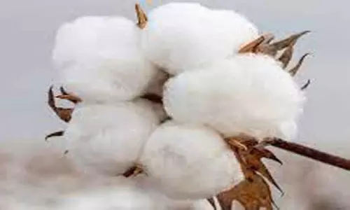 அந்தியூரில் ரூ.1¼ கோடிக்கு பருத்தி விற்பனை அந்தியூரில் ரூ.1¼ கோடிக்கு பருத்தி விற்பனை