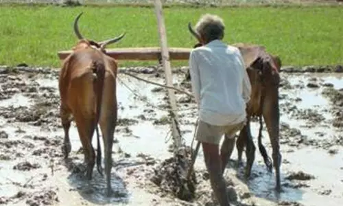 சாகுபடி பரப்பளவு குறைந்து விட்டதா?