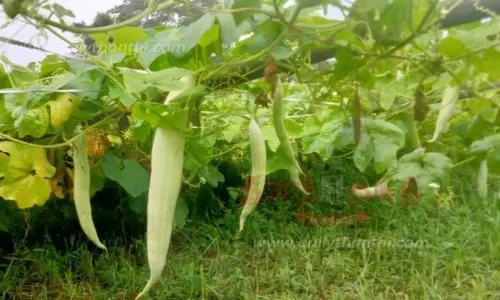 திருவாரூர் மாவட்ட பகுதிகளில் பலத்த மழை:தென்னை, வாழை மரங்கள் சாய்ந்தன