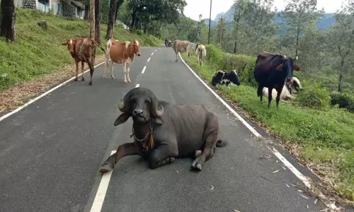 சாலையில் சுற்றித்திரியும் கால்நடைகளால் வாகன ஓட்டிகள் அவதி