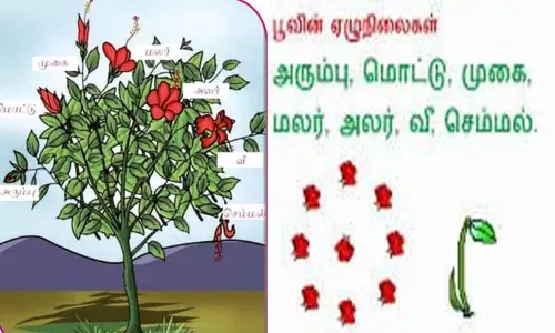பூக்களின் 7 பருவங்கள்