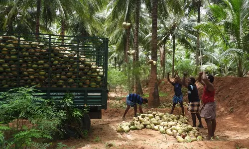 விளைச்சல் அதிகரிப்பால் தேங்காய் விலை வீழ்ச்சி விளைச்சல் அதிகரிப்பால் தேங்காய் விலை வீழ்ச்சி