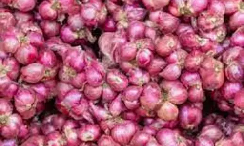 நோய் தாக்கத்தால் விளைச்சல் பாதிப்பு:உழவர் சந்தைகளில் சின்ன வெங்காயம் விலை உயர்வுஒரு கிலோ ரூ.120-க்கு விற்பனை