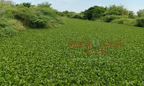 பழவாற்றில் மண்டி கிடக்கும் ஆகாயத்தாமரை செடிகள்