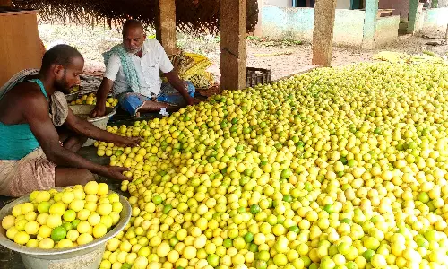 எலுமிச்சம் பழம் கிலோ ரூ.5-க்கு விற்பனை