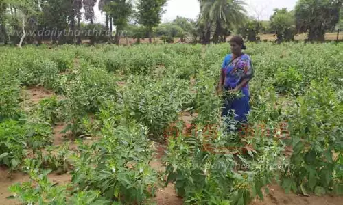 எள் விவசாயம்