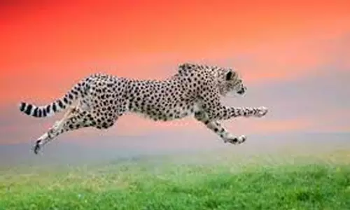 ஆட்டை தூக்கி சென்ற சிறுத்தை