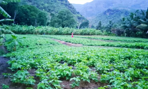 வனப்பகுதியில் பீன்ஸ் சாகுபடியில் மலைவாழ் மக்கள் மும்முரமாக ஈடுபட்டுள்ளனர்.