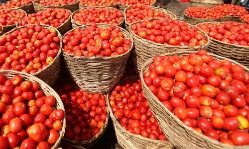 சிக்கமகளூருவில்  காய்கறி கடையில் 30 கிலோ தக்காளி திருட்டு