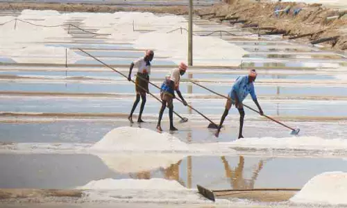 கல் உப்புகளை ஏற்றுமதி செய்யும் பணி மும்முரம்