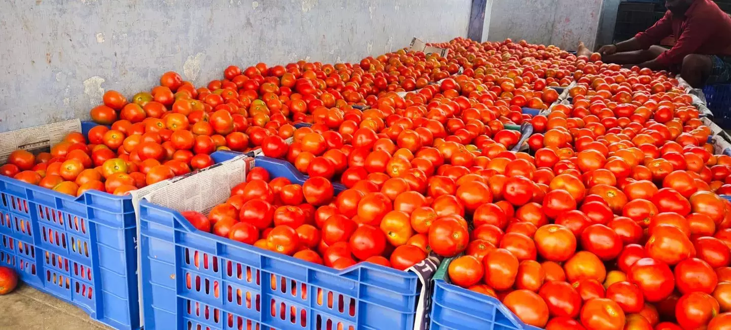 55 கிலோ மட்டுமே விற்பனைக்கு வந்ததால் ஒரு சில நிமிடத்தில் தீர்ந்த தக்காளி