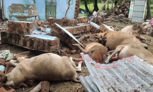 சுவர் இடிந்து விழுந்து 5 பசுமாடுகள் பலி