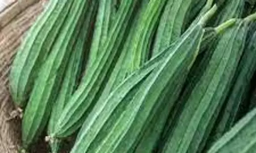 பீர்க்கன்காய் விலை திடீர் உயர்வு