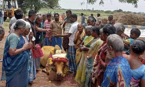 திடீரென மயங்கி விழுந்து இறந்த கோவில் காளை