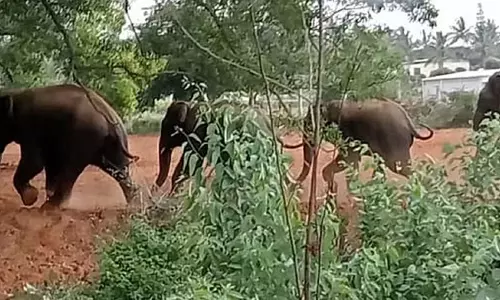 இரைதேடி கர்நாடக கிராமத்திற்குள் புகுந்த காட்டுயானைகள் விரட்டியடிப்பு இரைதேடி கர்நாடக கிராமத்திற்குள் புகுந்த காட்டுயானைகள் விரட்டியடிப்பு