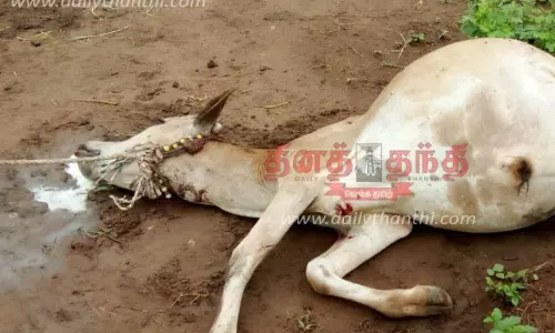 தாளவாடி அருகே சிறுத்தைப்புலி பசுமாட்டை கடித்து கொன்றது தாளவாடி அருகே சிறுத்தைப்புலி பசுமாட்டை கடித்து கொன்றது