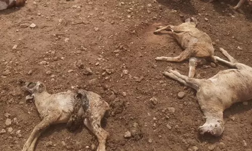 காங்கயம் அருகே சிவன்மலை பகுதியில் ஆட்டுப்பட்டியில் புகுந்து வெறி நாய்கள் கடித்ததில் 5 ஆடுகள் செத்தன.