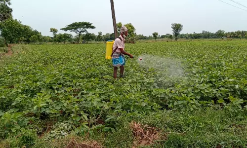 சோயா பீன்ஸ் சாகுபடி பணிகள் தீவிரம் சோயா பீன்ஸ் சாகுபடி பணிகள் தீவிரம்
