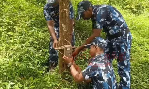 கேமராக்களில் சிக்காமல் போக்குகாட்டும் புலி