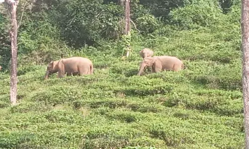 வால்பாறையில் காட்டு யானைகள் முகாம்