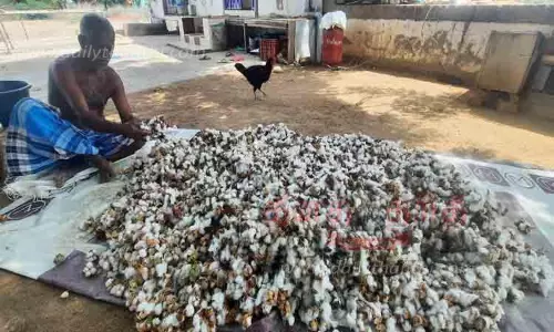 கிலோ ரூ.50-க்கு பருத்தி கொள்முதல்