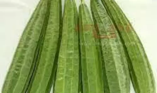 தர்மபுரி மார்க்கெட்டில் ஒரே நாளில் விலை உயர்ந்து குறைந்த பீர்க்கன்காய் கிலோ ரூ.40-க்கு விற்பனை