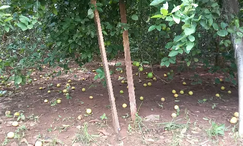 விலை வீழ்ச்சியால் வீணாகி வரும் எலுமிச்சை பழங்கள்