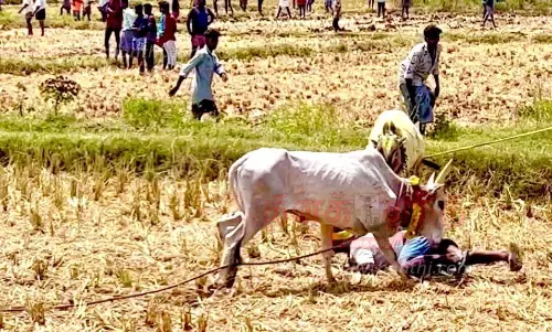 மஞ்சுவிரட்டில் சீறிப்பாய்ந்த காளைகள்