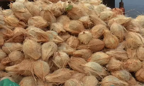 ஒழுங்குமுறை விற்பனை கூடத்தில் தேங்காய் ஏலம் ஒழுங்குமுறை விற்பனை கூடத்தில் தேங்காய் ஏலம்