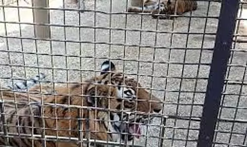 ஹனூரில் சிறுத்தையை பிடிக்க 5 இடங்களில் இரும்பு கூண்டுகள் வைப்பு