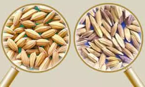 விதையின் தரத்தை பரிசோதனை செய்து விதைக்க வேண்டும்; வேளாண்மை அலுவலர் தகவல்