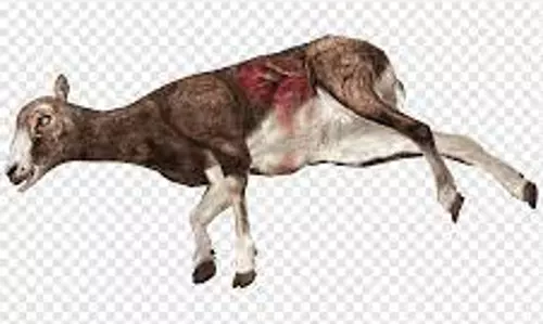 அந்தியூர் அருகே மர்ம விலங்கு கடித்து 5 ஆடுகள் பலி