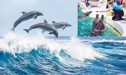 டால்பினிஸி: இது டால்பின்களின் மொழி