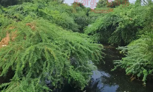 கருவேல மரங்களை அகற்ற வேண்டும்