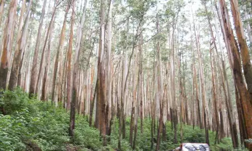 மின்வாரிய அதிகாரிகள் ஆய்வு செய்ய வேண்டும்