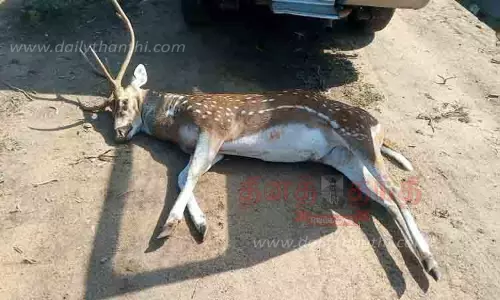 வாகனம் மோதி மான் பலி