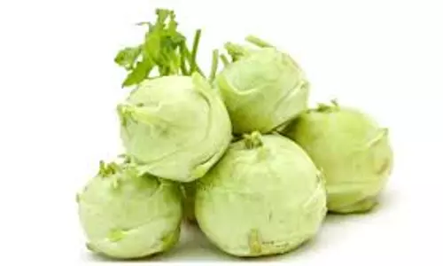 வரத்து அதிகரிப்பால் நூக்கோல் விலை வீழ்ச்சிஒரே நாளில் கிலோவிற்கு ரூ.12 குறைந்தது வரத்து அதிகரிப்பால் நூக்கோல் விலை வீழ்ச்சிஒரே நாளில் கிலோவிற்கு ரூ.12 குறைந்தது