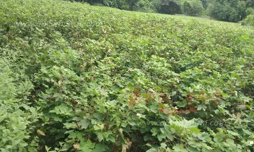 3 ஆயிரம் ஏக்கர் பருத்தி பாதிப்பு