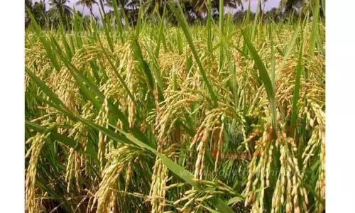 சம்பா பட்டத்திற்கு ஏற்ற நெல் ரகங்கள், விதைகள் கிடைக்க கூடிய இடங்கள்