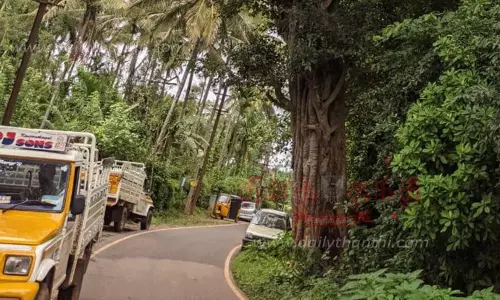 சாய்ந்து விழ காத்திருக்கும் வலுவிழந்த மரம் சாய்ந்து விழ காத்திருக்கும் வலுவிழந்த மரம்