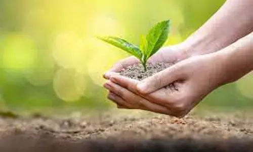 விவசாயிகளுக்கு மானிய விலையில் பழக்கன்றுகள்