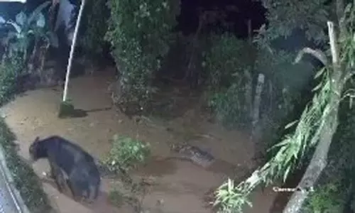 ஆஸ்பத்திரி வளாகத்தில் கரடி நடமாட்டம்