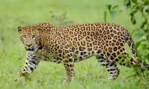 தகானு அருகே சிறுத்தைப்புலி நடமாட்டத்தால் பள்ளி மூடல் தகானு அருகே சிறுத்தைப்புலி நடமாட்டத்தால் பள்ளி மூடல்